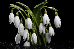 AI generated bouquet of snowdrops with water drops on a black background photo