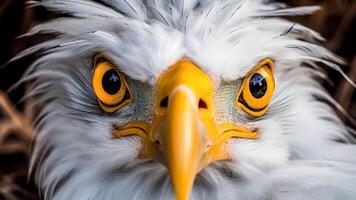 ai generado cerca arriba de el cabeza de un americano calvo águila. foto