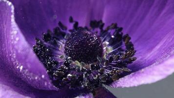 A beautiful purple flower. Stock footage. A flower under water on which water is sprayed and it opens and its pistil is visible. photo