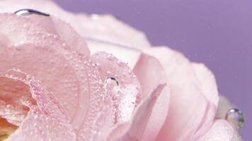Close-up of pink petals with bubbles. Stock footage. Delicate rose petals with bubbles under water. Rose in refreshing clear water with bubbles photo