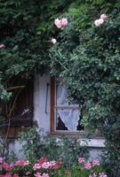 a flower garden with a bench and a window photo