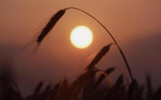 a wheat field with the sun setting behind it photo
