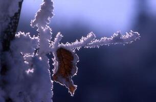 a leaf is covered in frost and snow photo