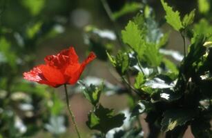 a single red poppy is in the middle of a green plant photo