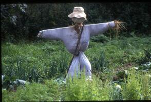 a scarecrow in a field with plants and grass photo