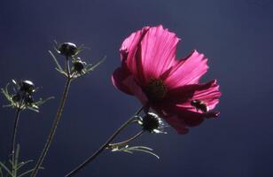 a pink flower with a bee on it photo