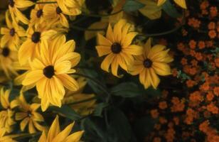 yellow flowers in a pot with orange flowers photo