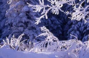 frosty trees in the winter photo