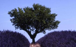 a lone tree stands in the middle of a lavender field photo