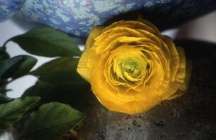 un amarillo flor es sentado en parte superior de un azul florero foto