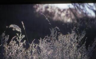 a view of the sun shining through the tall grass photo