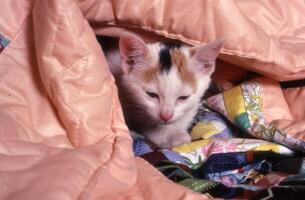 a kitten hiding under a blanket photo