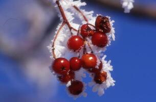 a branch with berries covered in frost photo