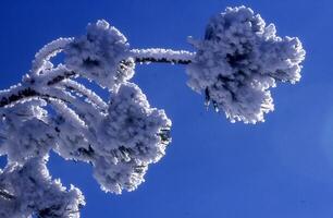 a snow covered pine tree with blue sky in the background photo