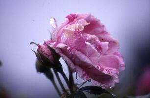 un rosado Rosa con agua gotas en eso foto