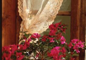 a window with a lace curtain and flowers photo