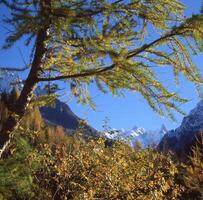 a tree with leaves photo