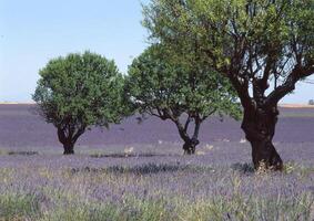 un campo de lavanda flores foto