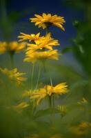 yellow flowers in the field with a blurry background photo