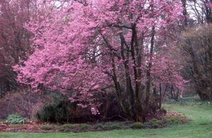 a pink tree in a park with green grass photo