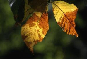 a close up of a leaf with yellow and brown spots photo