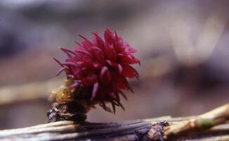 un pequeño rojo flor brote en un rama foto