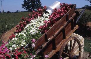 a wooden cart filled with flowers photo