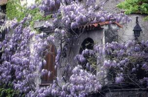 un edificio con púrpura flores creciente en eso foto