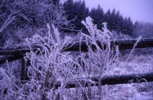 frosty grass and fence in the woods photo