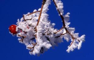 a branch with snow and red berries against a blue sky photo