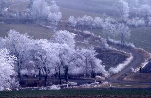 a road with trees and a hillside covered in frost photo