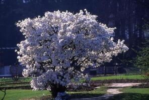 a white flowering tree in a park photo