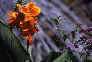 un grande naranja flor con un verde vástago foto