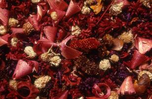 a close up of dried flowers and leaves photo