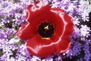 un rojo flor con púrpura flores foto