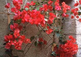 un manojo de rojo flores en un pared foto