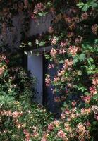 a bush with flowers and a window photo