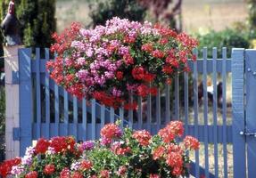 a blue fence with flowers hanging from it photo