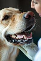 ai generado curación patas abrazando el amor y Dedicación de un veterinario perro entusiasta foto