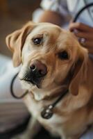 ai generado curación patas abrazando el amor y Dedicación de un veterinario perro entusiasta foto