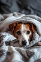 ai generado incondicional amor abrazando nuestra perro como familia foto