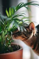 AI generated Whiskers and Whimsy A Glimpse into the Daily Adventures of a Cat photo