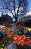 un flor jardín con muchos diferente colores de tulipanes foto