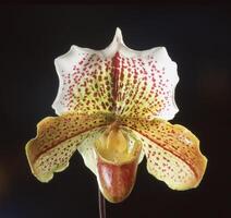 a yellow and red orchid with white spots photo