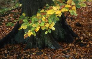 a tree with yellow leaves and brown leaves photo