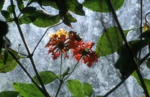 a red flower is seen in front of a waterfall photo