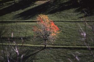 un solitario árbol en un campo con un rojo hoja foto