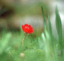 a red flower is growing in the grass photo