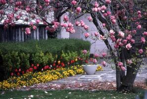 a pink flowering tree in front of a house photo