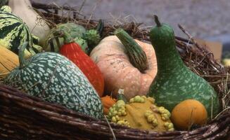 a basket filled with gourds and squash photo